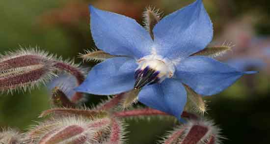 ایا گل گاوزبان قند خون را بالا میبرد و تاثیر مصرف دمنوش گل گاوزبان برای تنظیم قند خون ایا گل گاوزبان قند خون را بالا میبرد ؛ تاثیر مصرف دمنوش گل گاوزبان برای تنظیم قند خون