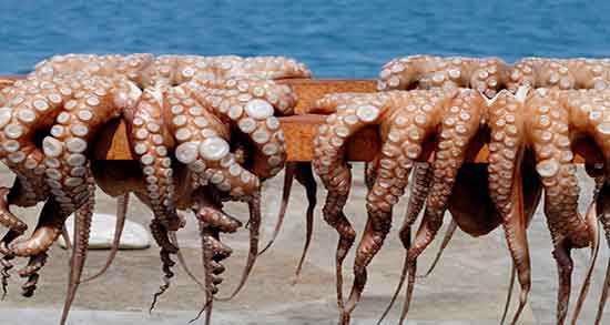 ایا گوشت اختاپوس حرام است و حکم بودن گوشت اختاپوس از نظر سنت ایا گوشت اختاپوس حرام است ؛ حکم بودن گوشت اختاپوس از نظر سنت