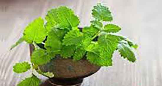 بادرنجبویه برای چی خوب است و خاصیت چربی زدایی کبد با بادرنجبویه بادرنجبویه برای چی خوب است ؛ خاصیت چربی زدایی کبد با بادرنجبویه