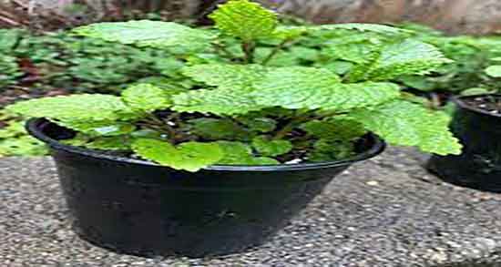 بادرنجبویه در بارداری ؛ فواید مصرف بادرنجبویه برای زنان باردار چیست بادرنجبویه در بارداری ؛ فواید مصرف بادرنجبویه برای زنان باردار چیست