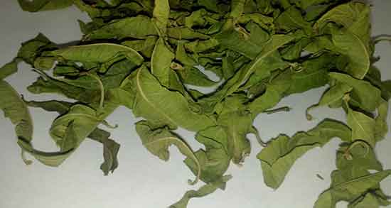 بادرنجبویه در کجا میروید و گیاه بادرنجبویه در کدام شهر وجود دارد بادرنجبویه در کجا میروید ؛ گیاه بادرنجبویه در کدام شهر وجود دارد