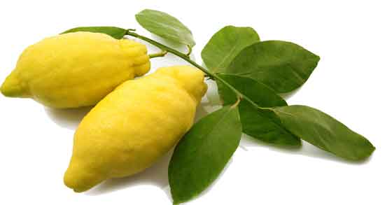 بالنگ برای بارداری و خواص و مضرات خوردن بالنگ برای زن باردار بالنگ برای بارداری ؛ خواص و مضرات خوردن بالنگ برای زن باردار