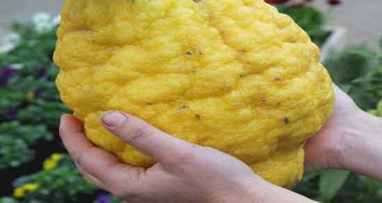 بالنگ برای لاغری و روش استفاده از بالنگ برای کاهش وزن بالنگ برای لاغری ؛ روش استفاده از بالنگ برای کاهش وزن