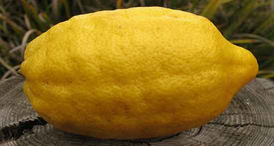 بالنگ برای نوزاد و از چند ماهگی می توان به نوزاد بالنگ داد بالنگ برای نوزاد ؛ از چند ماهگی می توان به نوزاد بالنگ داد