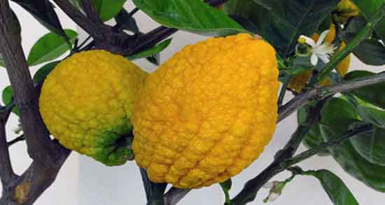 بالنگ برای کجاست و در کدام شهر ایران بالنگ به خوبی پرورش می یابد بالنگ برای کجاست ؛ در کدام شهر ایران بالنگ به خوبی پرورش می یابد