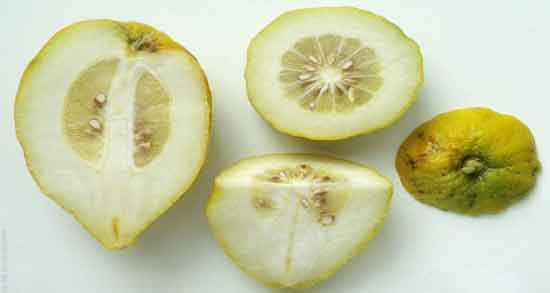 بالنگ در طب سنتی و خواص و مضرات مصرف بالنگ از دیدگاه طب سنتی بالنگ در طب سنتی ؛ خواص و مضرات مصرف بالنگ از دیدگاه طب سنتی