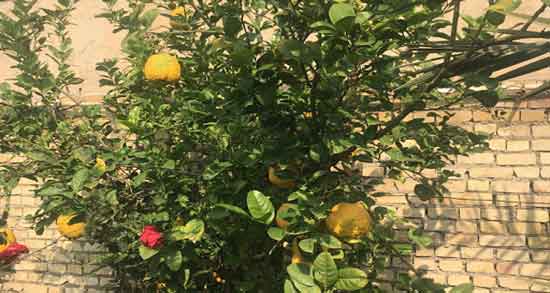 بالنگ در کجا رشد میکند و شرایط رشد و پرورش بالنگ چگونه است بالنگ در کجا رشد میکند ؛ شرایط رشد و پرورش بالنگ چگونه است