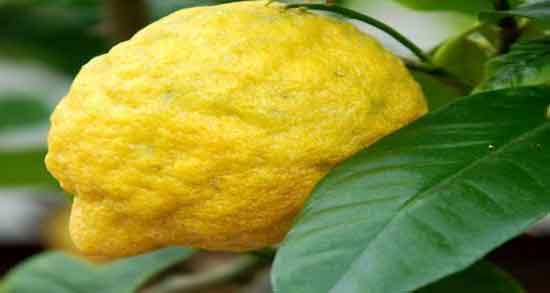 بالنگ و بارداری و تقویت معده زنان باردار با خوردن بالنگ بالنگ و بارداری ؛ تقویت معده زنان باردار با خوردن بالنگ