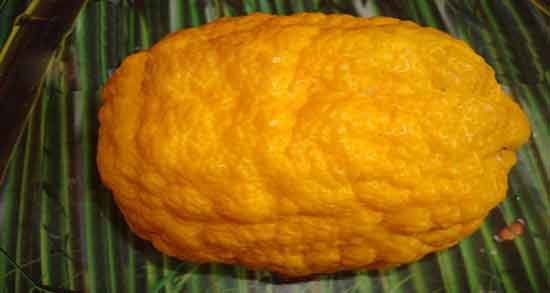 بالنگ و بارهنگ و بررسی تفاوت های بین بالنگ و بارهنگ بالنگ و بارهنگ ؛ بررسی تفاوت های بین بالنگ و بارهنگ