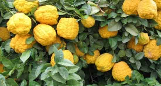 بالنگ و لاغری و تاثیر استفاده از بالنگ در رژیم لاغری بالنگ و لاغری ؛ تاثیر استفاده از بالنگ در رژیم لاغری