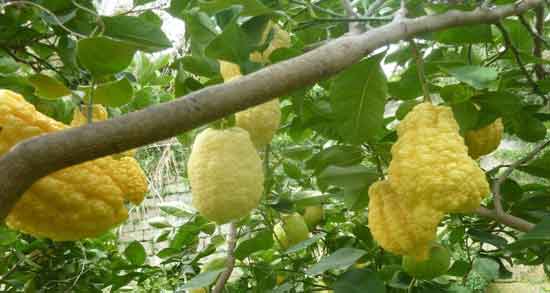 بالنگ چیست و آشنایی کامل با میوه بالنگ و خواصی که دارد بالنگ چیست ؛ آشنایی کامل با میوه بالنگ و خواصی که دارد