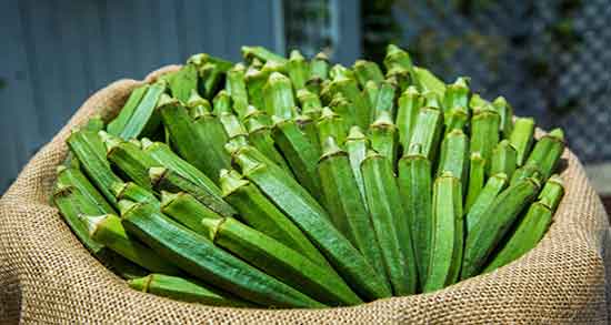 بامیه برای چی خوب است و درمان زخم معده با خوردن خورشت بامیه بامیه برای چی خوب است ؛ درمان زخم معده با خوردن خورشت بامیه