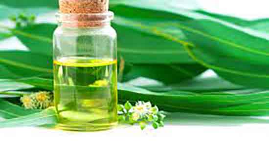 بخور اکالیپتوس برای عفونت ریه و بخور اکالیپتوس برای عفونت ریه خوبه بخور اکالیپتوس برای عفونت ریه ؛ بخور اکالیپتوس برای عفونت ریه خوبه