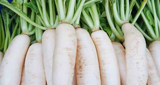 برگ ترب سفید و خاصیت دمنوش برگ ترب سفید برای کبد چرب برگ ترب سفید ؛ خاصیت دمنوش برگ ترب سفید برای کبد چرب