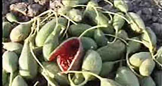 بوته هندوانه کوهی ؛ ایا بوته هندوانه کوهی شبیه بوته خربزه است بوته هندوانه کوهی ؛ ایا بوته هندوانه کوهی شبیه بوته خربزه است