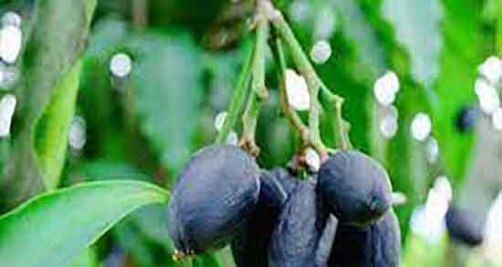 تاثیر هلیله سیاه بر قاعدگی و تاثیر مصرف هلیله سیاه در قاعدگی زنان تاثیر هلیله سیاه بر قاعدگی ؛ تاثیر مصرف هلیله سیاه در قاعدگی زنان