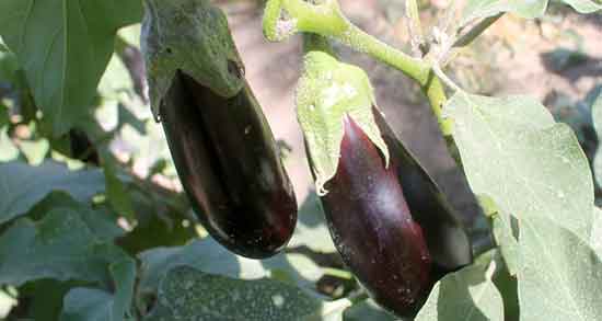 تاثیر کلاهک بادمجان برای قند ؛ اثر کلاهک بادمجان برای کنترل دیابت تاثیر کلاهک بادمجان برای قند ؛ اثر کلاهک بادمجان برای کنترل دیابت