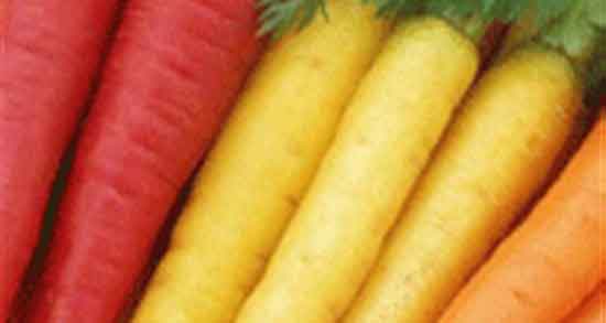 تخمه هویج فرنگی در پسردارشدن و تاثیر هویج فرنگی بر تخمک گذاری رحم تخمه هویج فرنگی در پسردارشدن ؛ تاثیر هویج فرنگی بر تخمک گذاری رحم