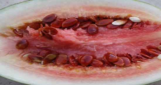 تخمه ژاپنی در طب سنتی ؛ طبیعت تخمه ژاپنی در طب سنتی چیست تخمه ژاپنی در طب سنتی ؛ تخمه ژاپنی در طب سنتی چیست