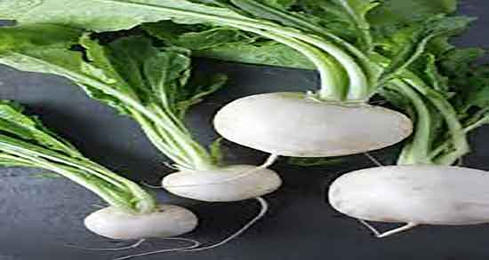 ترب برای سگ و خاصیت دادن ترب به سگ + ترب برای سگ مفیده ترب برای سگ ؛ خاصیت دادن ترب به سگ + ترب برای سگ مفیده