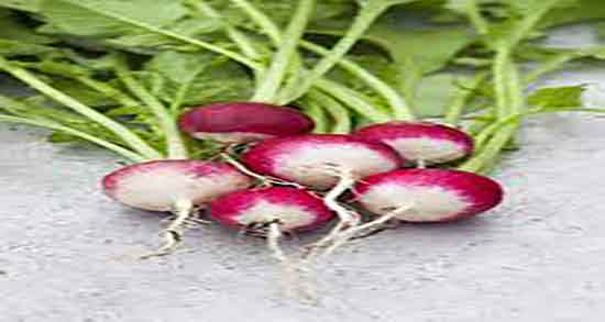 ترب در شیردهی و افزایش شیر مادران با مصرف ترب سفید تازه ترب در شیردهی ؛ افزایش شیر مادران با مصرف ترب سفید تازه