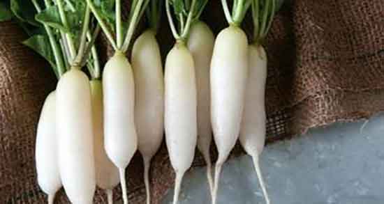 ترب سفید برای سنگ کلیه ؛ درمان سنگ کلیه با خوردن ترب سفید ترب سفید برای سنگ کلیه ؛ درمان سنگ کلیه با خوردن ترب سفید