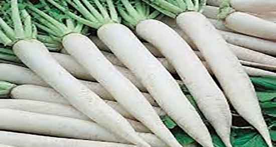 ترب سفید برای عروس هلندی ؛ ایا میتوان به عروس هلندی ترب سفید داد ترب سفید برای عروس هلندی ؛ ایا میتوان به عروس هلندی ترب سفید داد