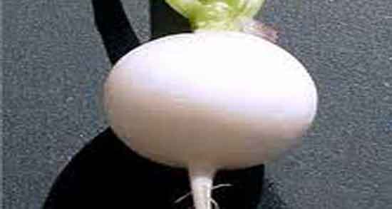 ترب سفید برای چی خوبه و ایا ترب سفید برای زخم معده مفید است ترب سفید برای چی خوبه ؛ ایا ترب سفید برای زخم معده مف ید است