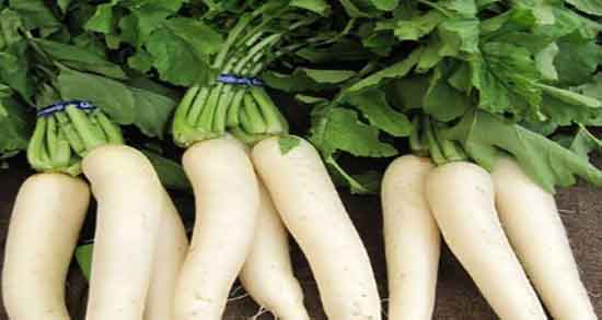 ترب سفید و بارداری و خاصیت ترب سفید برای باردار شدن زنان ترب سفید و بارداری ؛ خاصیت ترب سفید برای باردار شدن زنان