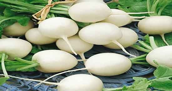 ترب سفید و دیابت ؛ خاصیت مصرف ترب سفید برای کنترل قند خون ترب سفید و دیابت ؛ خاصیت مصرف ترب سفید برای کنترل قند خون