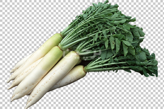 ترب سفید و سنگ کلیه و درمان سنگ کلیه با خوردن روزانه ترب سفید ترب سفید و سنگ کلیه ؛ درمان سنگ کلیه با خوردن روزانه ترب سفید