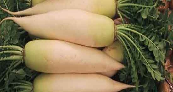 ترب سفید و سیاه و خاصیت درمانی ترب سفید برای زنان باردار ترب سفید و سیاه ؛ خاصیت درمانی ترب سفید برای زنان باردار