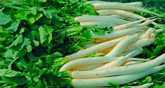 ترب سفید چه خواصی دارد ؛ ایا خوردن ترب سفید برای لاغری مفید است ترب سفید چه خواصی دارد ؛ ایا خوردن ترب سفید برای لاغری مفید است