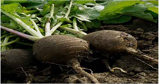 ترب سیاه برای درمان سنگ کلیه و اب ترب سیاه برای نابودی سنگ کلیه ترب سیاه برای درمان سنگ کلیه ؛ اب ترب سیاه برای نابودی سنگ کلیه