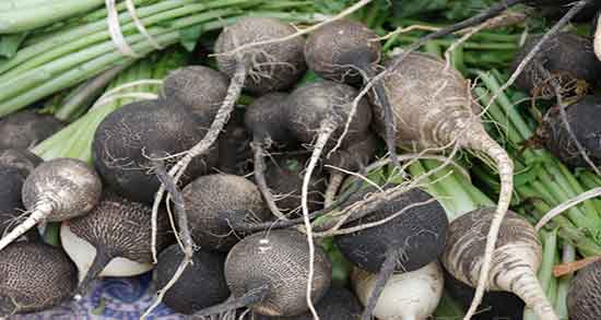 ترب سیاه در چه فصلی است و زمان برداشت ترب سیاه چه وقتی است ترب سیاه در چه فصلی است ؛ زمان برداشت ترب سیاه چه وقتی است