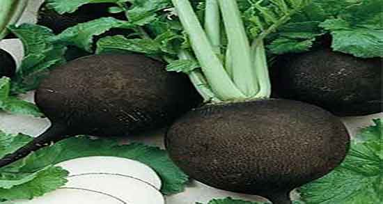 ترب سیاه و سنگ صفرا و درمان سنگ صفرا با خوردن اب ترب سیاه ترب سیاه و سنگ صفرا ؛ درمان سنگ صفرا با خوردن اب ترب سیاه