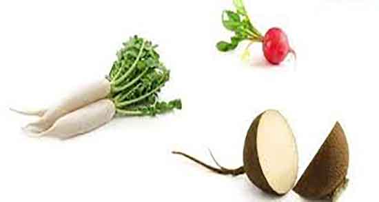 ترب سیاه و سنگ کلیه ؛ خاصیت ترب سیاه و عسل برای کبد چرب ترب سیاه و سنگ کلیه ؛ خاصیت ترب سیاه و عسل برای کبد چرب