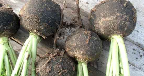 ترب سیاه و عسل ؛ آب ترب سیاه و عسل برای درمان سنگ کلیه ترب سیاه و عسل ؛ آب ترب سیاه و عسل برای درمان سنگ کلیه