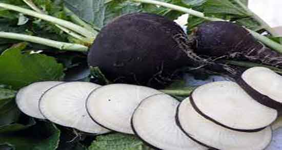 ترب سیاه و قند خون ؛ درمان دیابت بارداری با مصرف ترب سیاه ترب سیاه و قند خون ؛ درمان دیابت بارداری با مصرف ترب سیاه