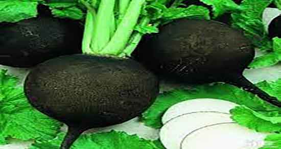 ترب سیاه و معده درد ؛ ایا خوردن ترب سیاه برای زخم معده مفید است ترب سیاه و معده درد ؛ ایا خوردن ترب سیاه برای زخم معده مفید است