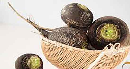 ترب سیاه و کلیه و خواص ترب سیاه و عسل برای درمان سنگ کلیه ترب سیاه و کلیه ؛ خواص ترب سیاه و عسل برای درمان سنگ کلیه