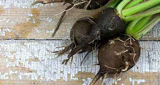 ترب سیاه چه خواصی دارد و خواص خوردن ترب سیاه برای پروستات ترب سیاه چه خواصی دارد ؛ خواص خوردن ترب سیاه برای پروستات