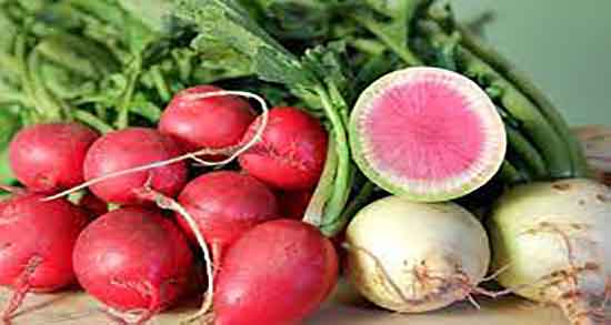 ترب و فشار خون و ایا خوردن ترب برای کنترل فشار خون زنان باردار خوبه ترب و فشار خون ؛ ایا خوردن ترب برای کنترل فشار خون زنان باردار خوبه