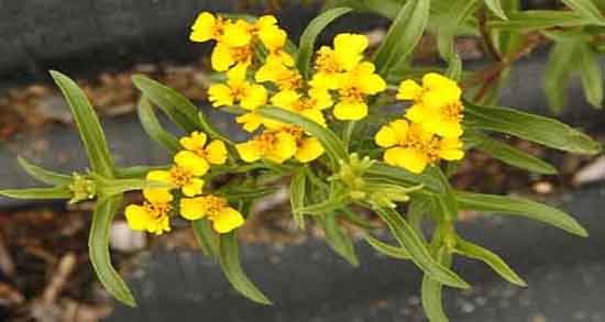 ترخون برای سرماخوردگی ؛ فواید بخور گیاه ترخون برای سرماخوردگی ترخون برای سرماخوردگی ؛ فواید بخور گیاه ترخون برای سرماخوردگی