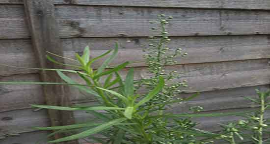 ترخون برای معده ؛ خاصیت گیاه ترخون برای درمان زخم معده ترخون برای معده ؛ خاصیت گیاه ترخون برای درمان زخم معده