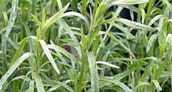 ترخون برای چی خوبه ؛ خاصیت مصرف ترخون برای غذاهای ابکی ترخون برای چی خوبه ؛ خاصیت مصرف ترخون برای غذاهای ابکی