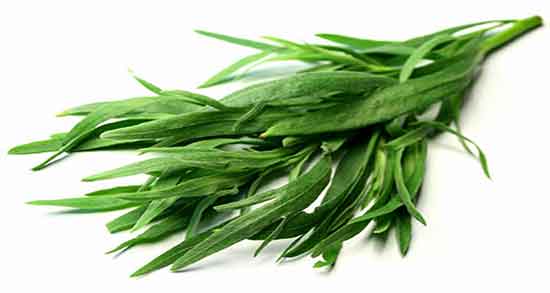 ترخون و مرزه ؛ خاصیت ضد سرطانی ترخون و مرزه برای بدن انسان ترخون و مرزه ؛ خاصیت ضد سرطانی ترخون و مرزه برای بدن انسان