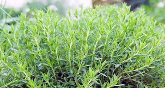 ترخون و گلو درد ؛ ایا دمنوش ترخون برای عفونت گلو مفید است یا نه ترخون و گلو درد ؛ ایا دمنوش ترخون برای عفونت گلو مفید است یا نه