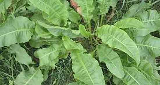 ترشک برای دیابت و ایا خوردن ترشک به کنترل قند خون کمک میکند ترشک برای دیابت ؛ ایا خوردن ترشک به کنترل قند خون کمک میکند