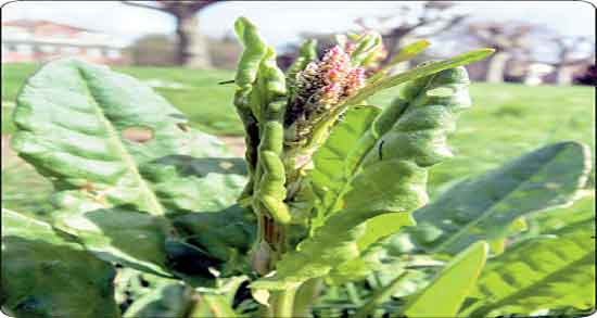 ترشک برای زردی نوزاد و ایا گیاه ترشک برای درمان زردی نوزاد خوبه ترشک برای زردی نوزاد ؛ ایا گیاه ترشک برای درمان زردی نوزاد خوبه